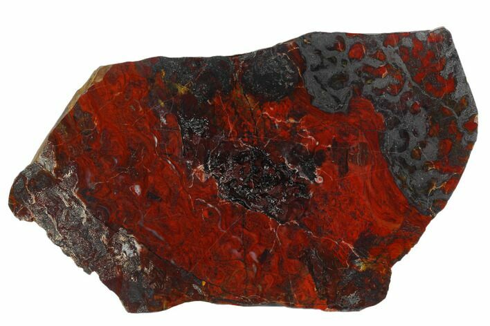 Polished Stromatolite (Collenia) Slab - Minnesota #129234